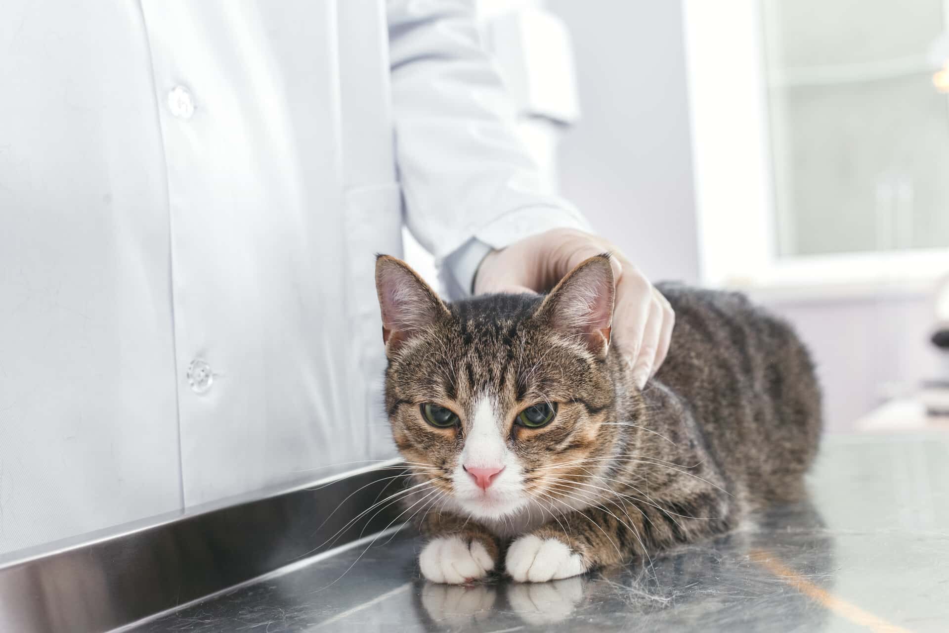 Колит у кошки: симптомы и лечение в домашних условиях